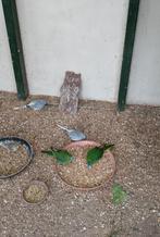 Parkieten, Dieren en Toebehoren, Vogels | Parkieten en Papegaaien, Meerdere dieren, Parkiet, Geringd