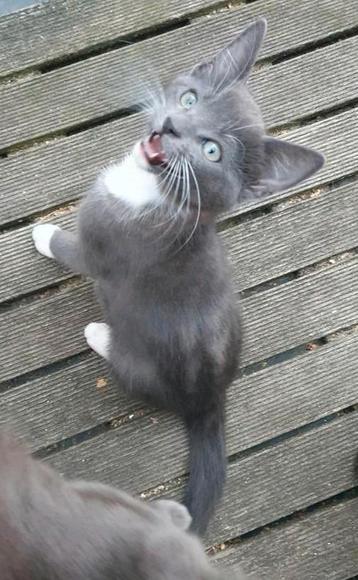 Twee gezonde, speelse kitten katertjes beschikbaar voor biedingen