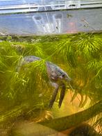 Blauwe kreeft, Kreeft, Krab of Garnaal, Zoetwatervis