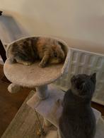 Teddy dwergkonijn, Vrouwelijk, Dwerg