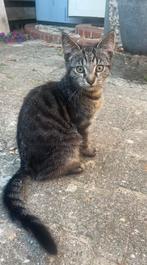 Kittens, Dieren en Toebehoren, Katten en Kittens | Overige Katten, Meerdere dieren, Kortharig