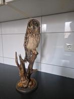 taxidermie opgezette uil  velduil, Verzamelen, Dierenverzamelingen, Ophalen of Verzenden, Zo goed als nieuw, Vogel, Opgezet dier