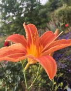 Hemerocallis Daglelie biologische oranje plantenin grote pot, Overige soorten, Volle zon, Vaste plant, Ophalen of Verzenden