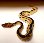 1.0 Leopard orange dream clown ball python, Dieren en Toebehoren, Reptielen en Amfibieën, Slang, 3 tot 6 jaar