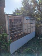 Duivenhok volière, Meerdere dieren, Postduif
