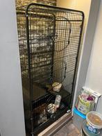 Chinchilla 2 stuks moeder en dochter, Dieren en Toebehoren, Knaagdieren, Chinchilla, Vrouwelijk, Mei, Tam