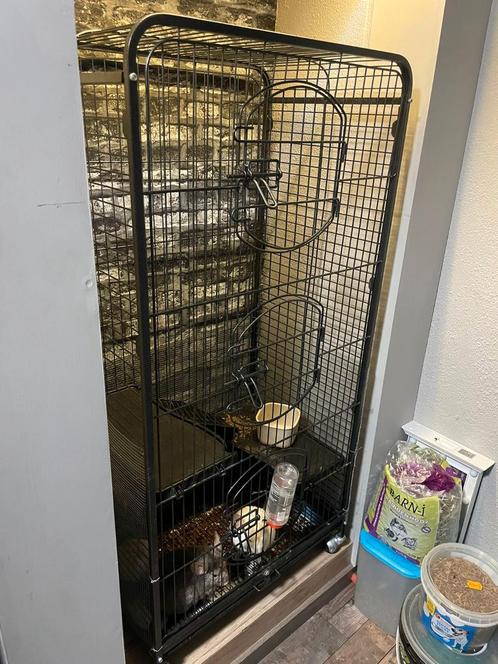 Chinchilla 2 stuks moeder en dochter, Dieren en Toebehoren, Knaagdieren, Vrouwelijk, Chinchilla, Mei, Tam