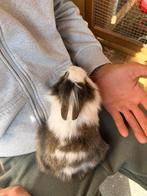 4 baby konijntjes te koop, Dieren en Toebehoren, Konijnen, Mannelijk, Dwerg