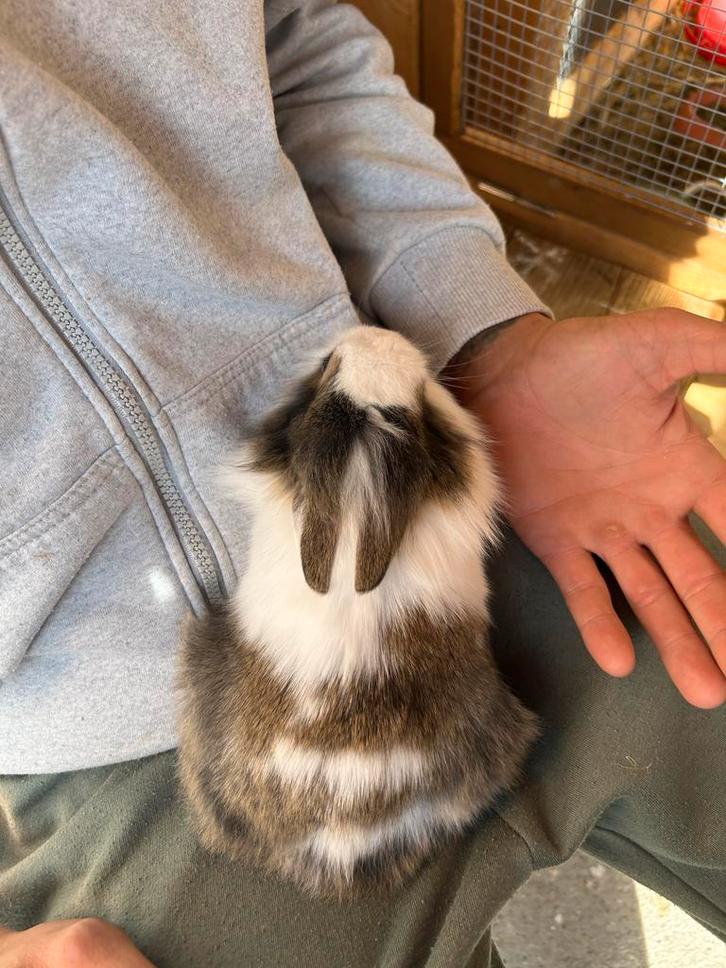 4 baby konijntjes te koop, Dieren en Toebehoren, Konijnen, Dwerg, Mannelijk