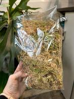 Spagnum mos, Huis en Inrichting, Kamerplanten, Overige soorten, Minder dan 100 cm, Halfschaduw, Ophalen