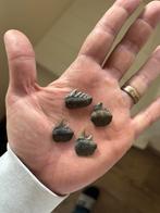 Fossiele haaientanden - Notorynchus & Hexanchus - Antwerpen, Ophalen of Verzenden