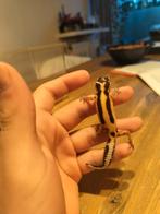 jonge/baby luipaardgekko, Dieren en Toebehoren, Reptielen en Amfibieën, Hagedis, Tam, 0 tot 2 jaar