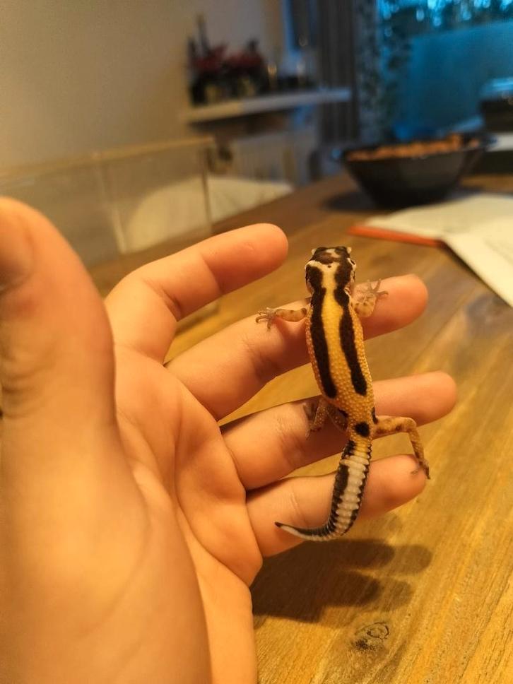 jonge/baby luipaardgekko