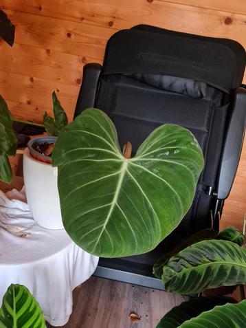 Planten uitverkoop! 12 planten voor 50 euro  beschikbaar voor biedingen