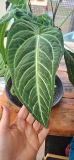 Anthurium villenaorum L/XL, Overige soorten, Vaste plant, Ophalen of Verzenden, Bloeit niet