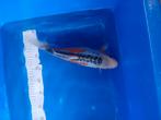 Te koop prachtige Shusui koi 32 cm, Dieren en Toebehoren, Karper of Koi