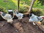 Brahma hennen en haan., Dieren en Toebehoren, Pluimvee, Meerdere dieren, Kip
