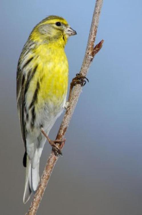 GEZOCHT parkieten, tropische vogels en kanaries, Dieren en Toebehoren, Vogels | Kanaries, Kleurkanarie, Meerdere dieren