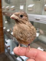 Wildkleur noordse goudvink pop, Dieren en Toebehoren, Vrouwelijk, Wildzangvogel
