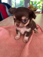 Chihuahua pup mini langhaar  teefje, Dieren en Toebehoren, CDV (hondenziekte), 8 tot 15 weken, Teef, Meerdere