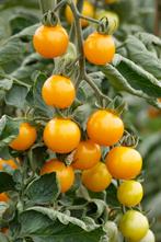 Cherrytomaat 'Yellow Clementine' zaden, Ophalen of Verzenden, Voorjaar, Volle zon, Zaad