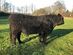 Galloway Stier, Dieren en Toebehoren, Runderen, Mannelijk, 3 tot 6 jaar