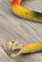 Mooie slangen speelgoed, Ophalen of Verzenden, Nieuw, Dier