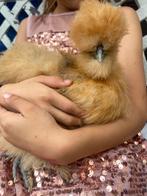 Raszuivere Usa zijdehoen ( haan) geent tegen marek, Dieren en Toebehoren, Pluimvee, Meerdere dieren, Kip
