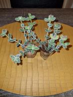 Delosperma echinatum Augurkplant, Overige soorten, Minder dan 100 cm, Ophalen of Verzenden, Halfschaduw
