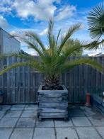Palmboom Phoenix Canariensis in houten bak, Ophalen, Volle zon, Palmboom, 100 tot 250 cm