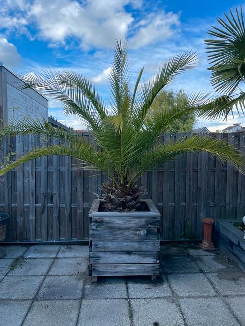 Palmboom Phoenix Canariensis in houten bak, Tuin en Terras, Planten | Bomen, Palmboom, 100 tot 250 cm, Volle zon, Ophalen