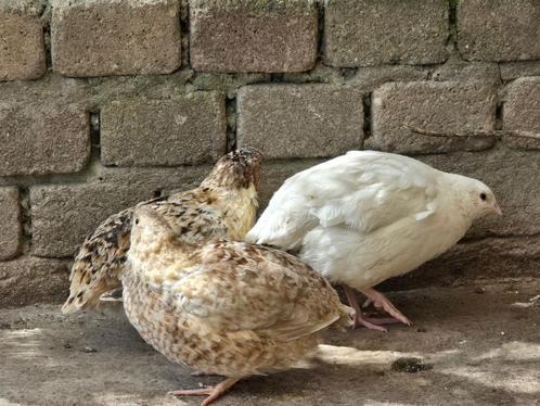 broedeieren Japanse Jumbo Kwartels, Dieren en Toebehoren, Pluimvee, Overige soorten, Geslacht onbekend