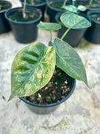 Alocasia Wentii Variegata - P12, Huis en Inrichting, Kamerplanten, Ophalen of Verzenden
