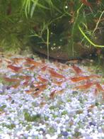 Rode garnalen 50 cent stuk (minimaal 10) dus 5 euro, Dieren en Toebehoren, Vissen | Aquariumvissen, Kreeft, Krab of Garnaal, Schoolvis