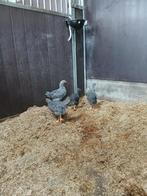 Jonge sierkippen (goede leg-rassen) Barnvelder, amrock ect., Dieren en Toebehoren, Pluimvee, Meerdere dieren, Kip