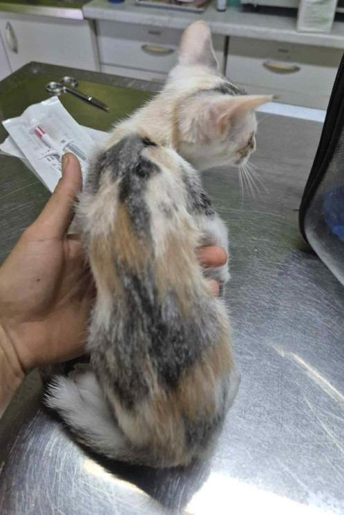 Micky en Minnie komen naar Nederland, Dieren en Toebehoren, Katten en Kittens | Overige Katten, Kortharig, Meerdere dieren, 0 tot 2 jaar