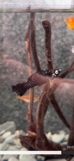 Mannelijke molly via zwart met goud/witte stippen, Dieren en Toebehoren