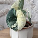 Alocasia melo variegata, Ophalen of Verzenden, Halfschaduw, Minder dan 100 cm