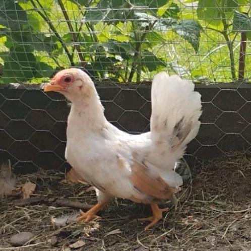 Jonge Serama hennetjes, Dieren en Toebehoren, Pluimvee, Kip, Vrouwelijk