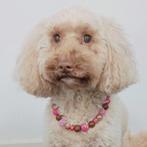 Handgemaakte Honden kralenketting maat S, Dieren en Toebehoren, Ophalen of Verzenden, Nieuw