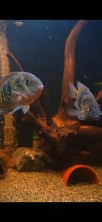 Koppel vieja oscura, Dieren en Toebehoren, Vissen | Aquariumvissen, Vis