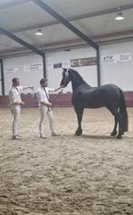 Friese merrie 3 jarige Stb Ster, Dieren en Toebehoren, Paarden, Merrie, Gechipt, Dressuurpaard, 3 tot 6 jaar