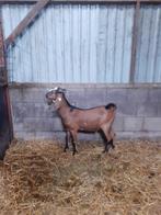 Dekbok, Dieren en Toebehoren, Schapen, Geiten en Varkens, Mannelijk, Geit, 0 tot 2 jaar