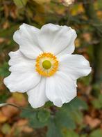 5x Herfstanemoon Anemone japonica 'Honorine Jobert', Tuin en Terras, Planten | Tuinplanten, Ophalen of Verzenden, Overige soorten