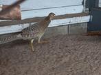 Te koop   goudfazanten, Dieren en Toebehoren, Pluimvee, Vrouwelijk, Kip