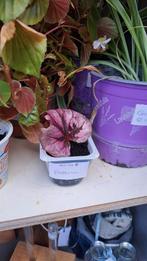 Begonia, Ophalen, Overige soorten, Minder dan 100 cm