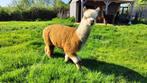 Mooie alpaca ruin van bijna 3, Mannelijk, Voor 1 juli 2024