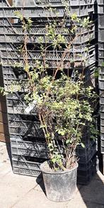 Spierstruik: Spiraea vanhouttei en Grefsheim, Ophalen, Overige soorten, Minder dan 100 cm