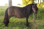 Shetland merrie  🩷, Dieren en Toebehoren, Pony's, Merrie, A pony (tot 1.17m), 11 jaar of ouder, Recreatiepony