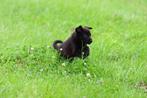 borador (border collie pups/labrador pups)pups, 1 REUTJE, Dieren en Toebehoren, Honden | Retrievers, Spaniëls en Waterhonden, 8 tot 15 weken